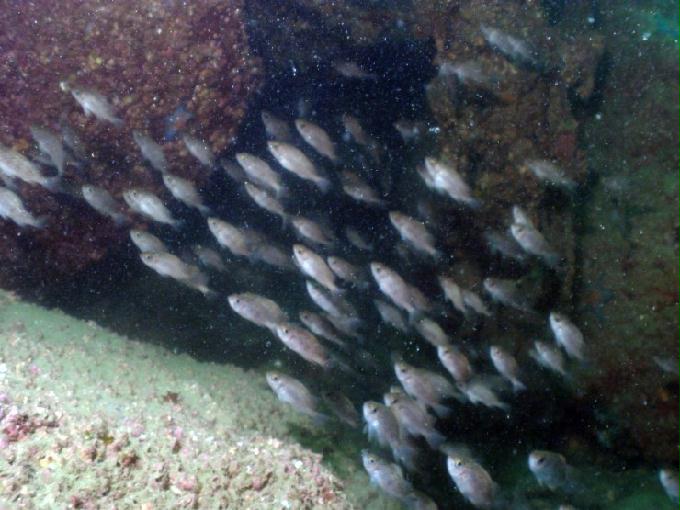 펀다이빙 - 경남 남해 하야루비 - 마안도