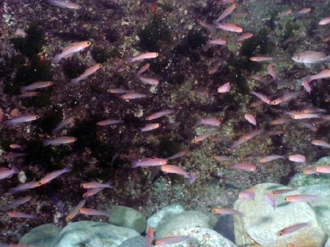 펀다이빙 - 경남 남해 하야루비 - 마안도