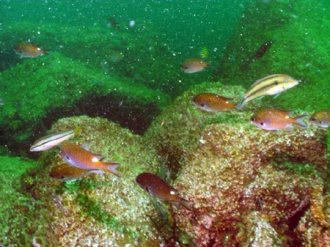 펀다이빙 - 경남 남해 하야루비 - 마안도