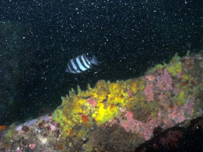 펀다이빙 - 강원도 강릉 경포다이브리조트 - 꽃동산