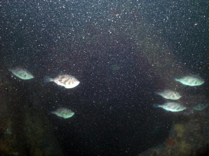 펀다이빙 - 강원도 강릉 경포다이브리조트 - 꽃동산