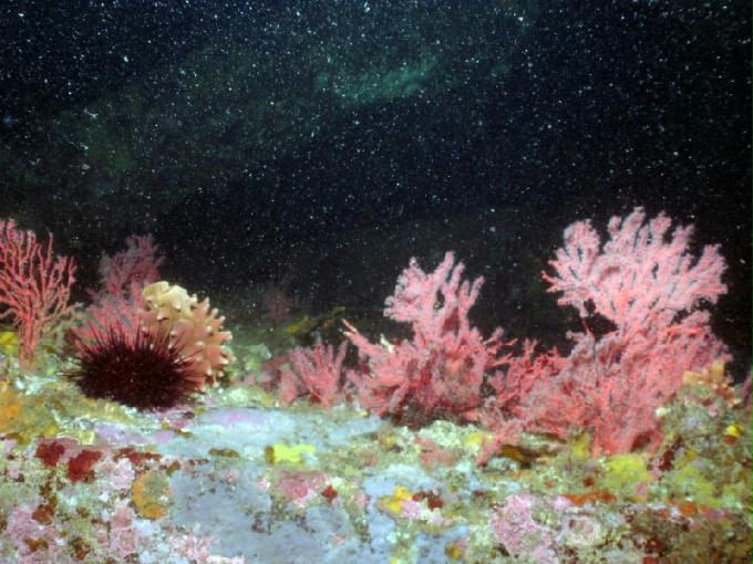 펀다이빙 - 강원도 강릉 경포다이브리조트 - 꽃동산