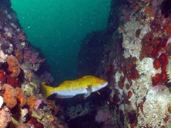 펀다이빙 - 강원도 고성 LF문암리조트 - 금강산