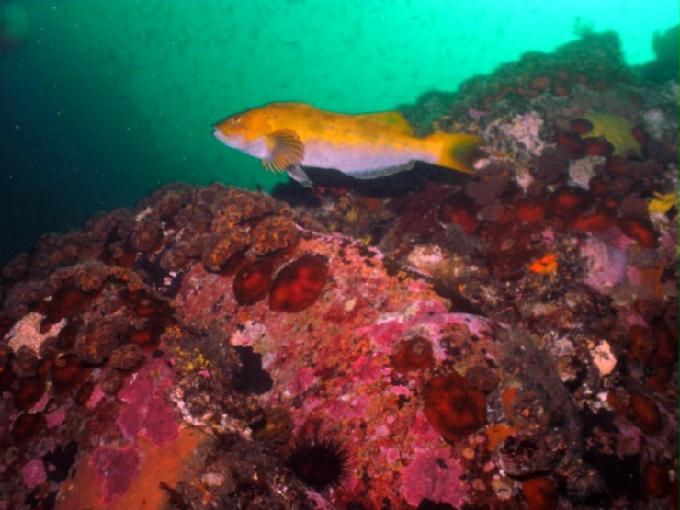 펀다이빙 - 강원도 고성 LF문암리조트 - 금강산