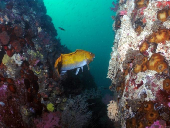펀다이빙 - 강원도 고성 LF문암리조트 - 금강산