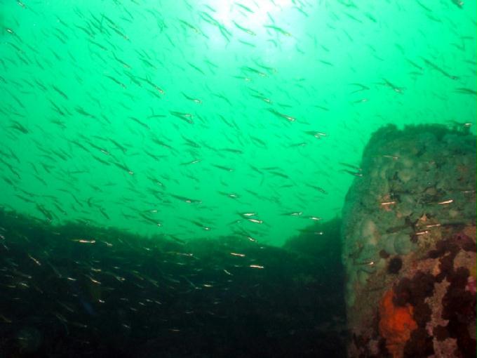 펀다이빙 - 강원도 고성 LF문암리조트 - 금강산