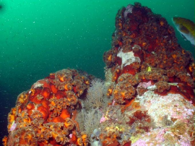 펀다이빙 - 강원도 고성 LF문암리조트 - 금강산