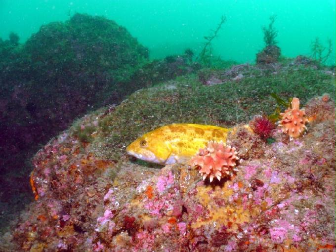 펀다이빙 - 강원도 강릉 바하마 다이브리조트 - 실크로드