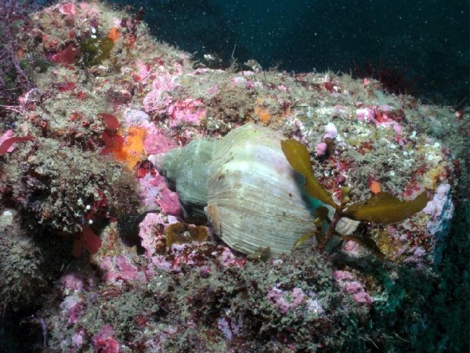 펀다이빙 - 강원도 강릉 바하마 다이브리조트 - 실크로드