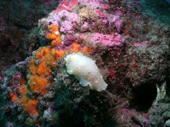 펀다이빙 - 강원도 강릉 바하마 다이브리조트 - 실크로드