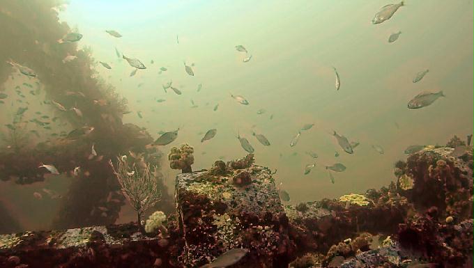 펀다이빙 - 강원도 강릉 바하마 다이브리조트 - 인공어초