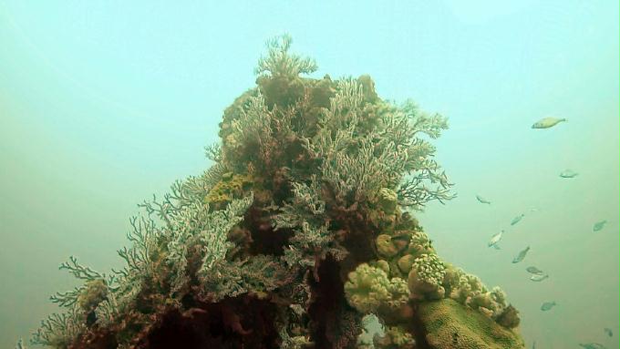 펀다이빙 - 강원도 강릉 바하마 다이브리조트 - 인공어초