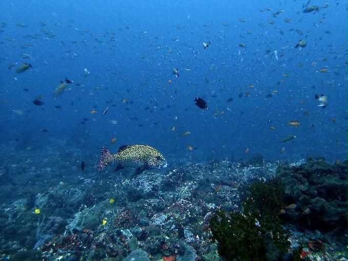 Fun Diving - 필리핀 민도르 사방 - Verde Island