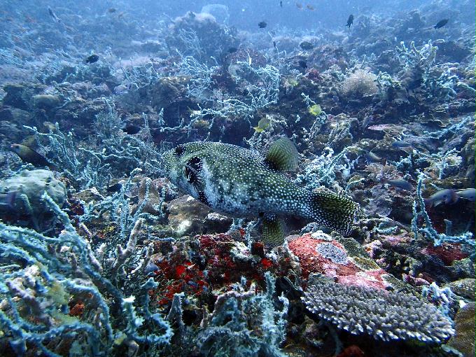 Fun Diving - 필리핀 민도르 사방 - Verde Island