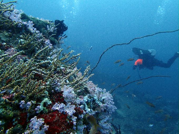 Fun Diving - 필리핀 민드르 사방 - Canyon