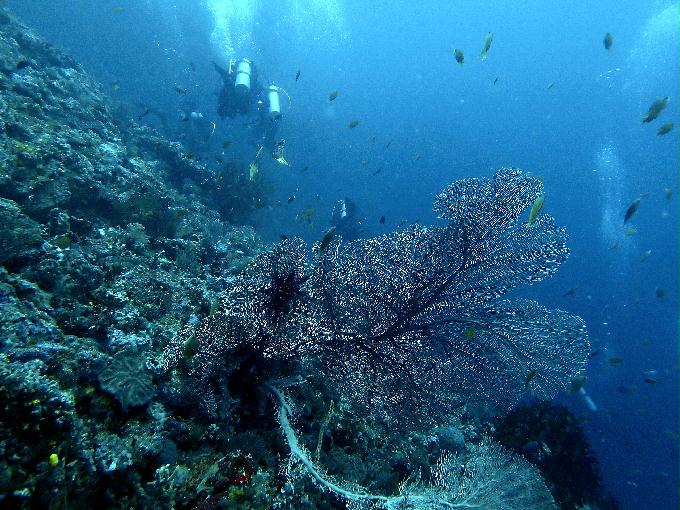 Fun Diving - 필리핀 민도르 사방 - Verde Island