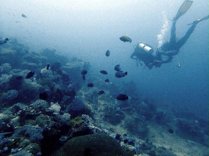 Fun Diving - 필리핀 민도르 사방 - Monkey Beach