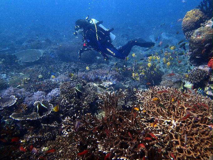 Fun Diving - 필리핀 민도르 사방 - Verde Island