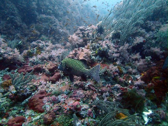 Fun Diving - 필리핀 민드르 사방 - Canyon
