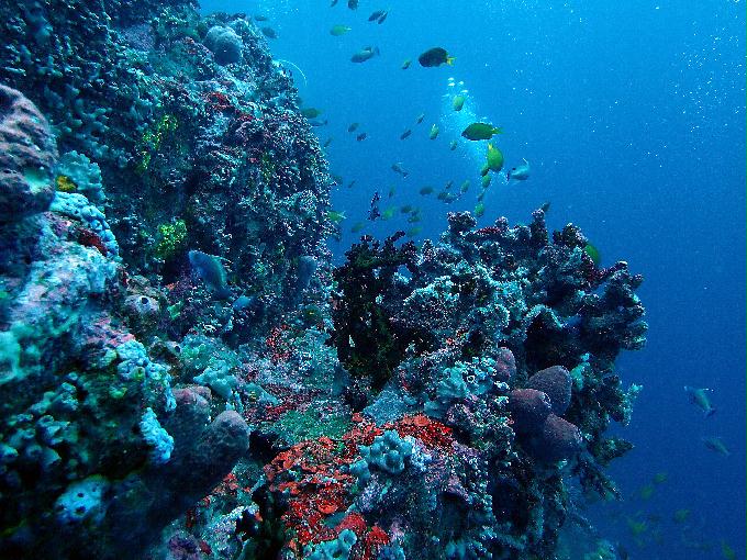 Fun Diving - 필리핀 민도르 사방 - Verde Island