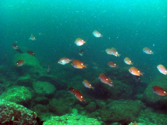 펀다이빙 - 경남 남해군 하야루비 - 마안도