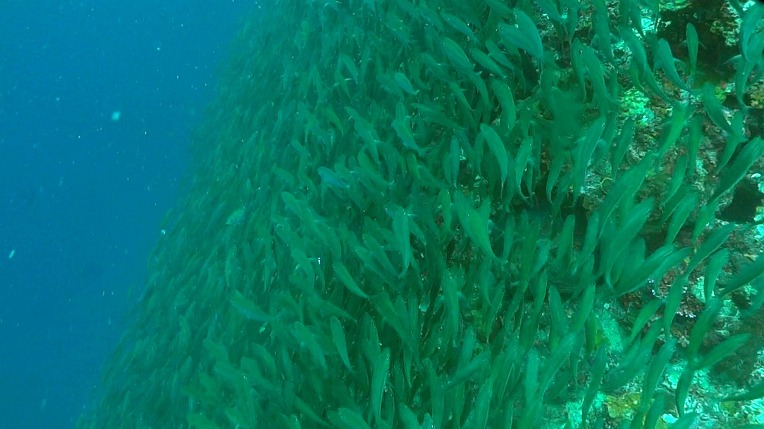 필리핀 MG다이브센터 - 콘티키