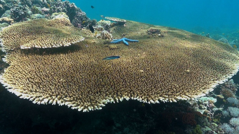 필리핀 MG다이브센터  - 힐루퉁안