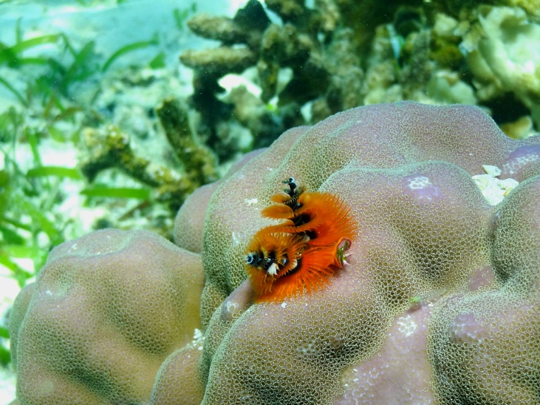필리핀 MG다이브센터  -  난루수안