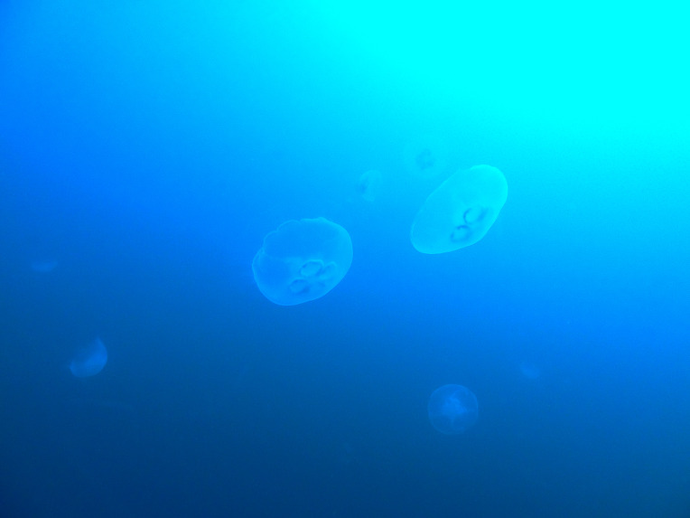 동명스쿠버리조트