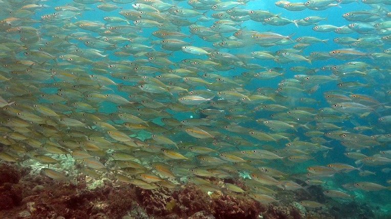 필리핀 MG다이브센터 - 콘티키
