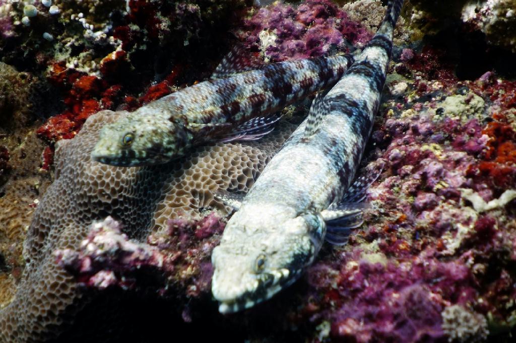 오픈워터 해양실습 2회차 - 필리핀 세부 - 오션플레이어 하우스리플