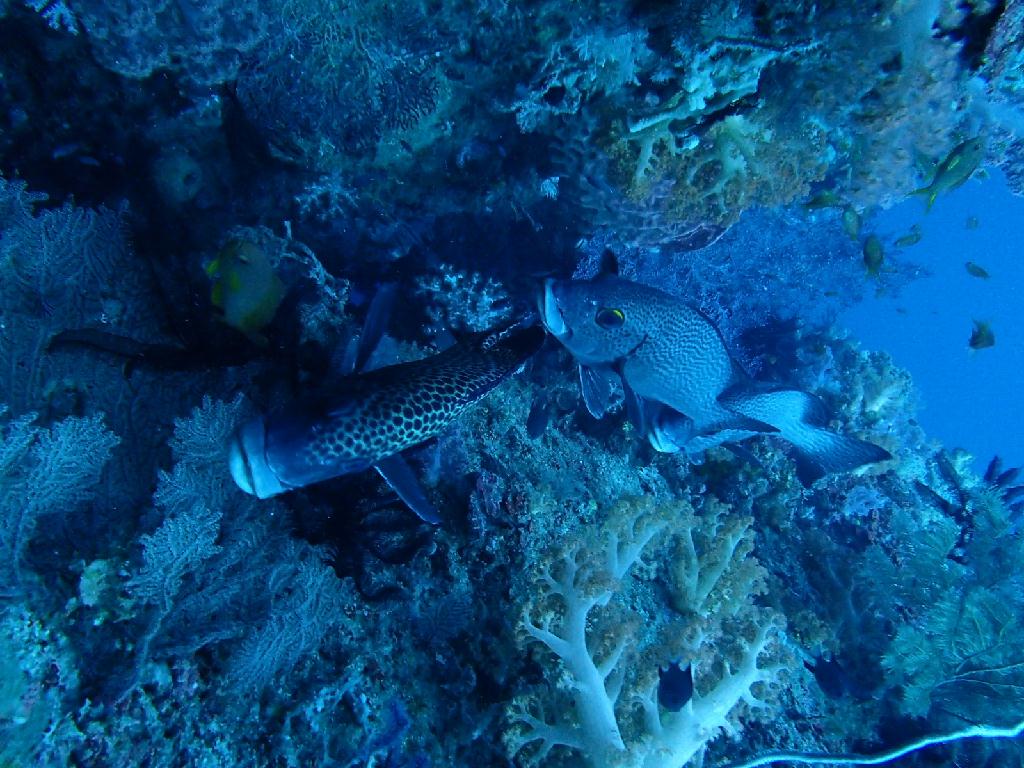 조류 거슬러 240도 - Boracy  - Yapak