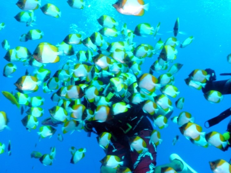 펀다이빙 - 사이판 다이브Y2K - 딤플(DIMPLE)