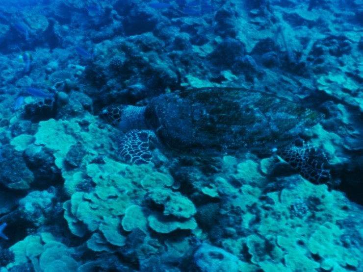 펀다이빙 - 사이판 다이브Y2K - 딤플(DIMPLE)