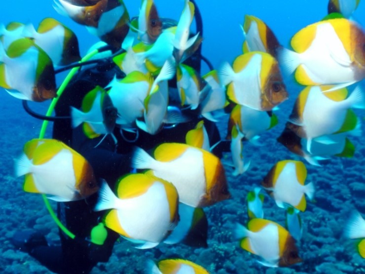 펀다이빙 - 사이판 다이브Y2K - 딤플(DIMPLE)