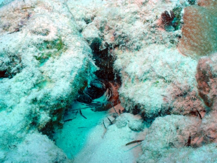 펀다이빙 - 사이판 다이브Y2K - 파이프(PIPE)