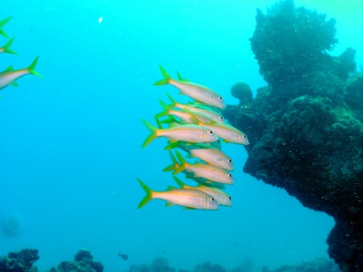 펀다이빙 - 사이판 다이브Y2K - 파이프(PIPE)