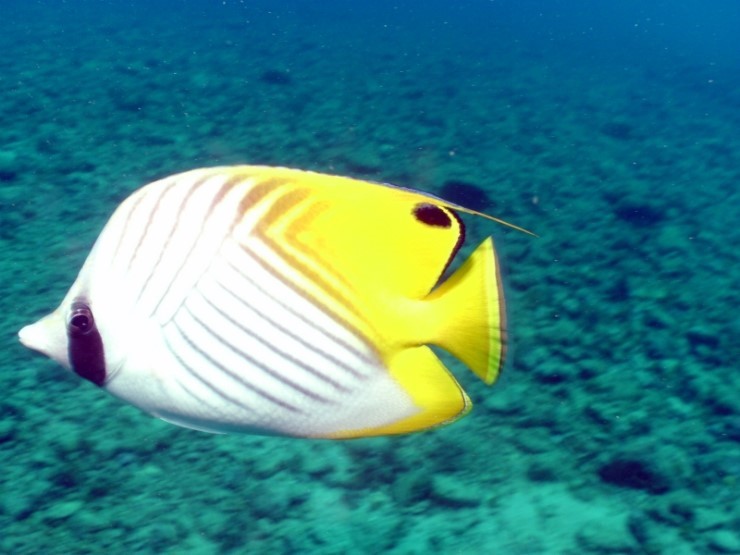펀다이빙 - 사이판 다이브Y2K - 라우라우(LAULAU)