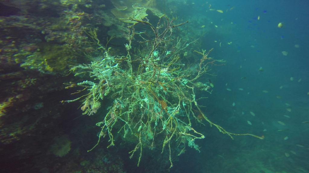 Mactan,Lapu-Lapu City,Cebu - The Kontiki Reef