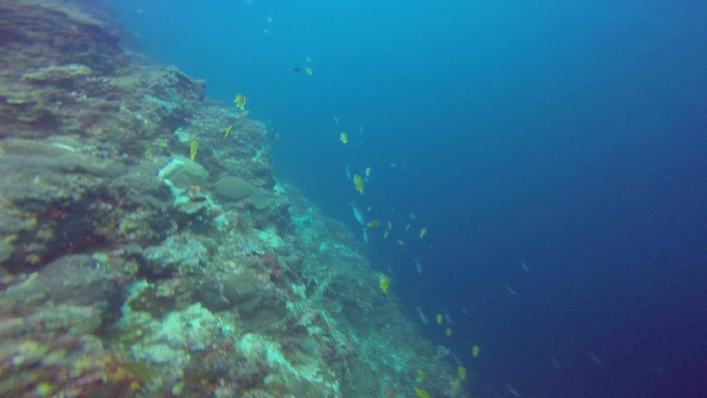 Mactan,Lapu-Lapu City,Cebu - Boyala Dive Resort 