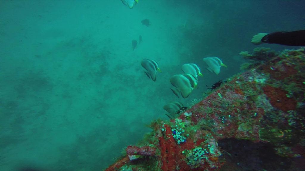 Puerto Galera,Mindoro Island - Alma Jane Wreck 
