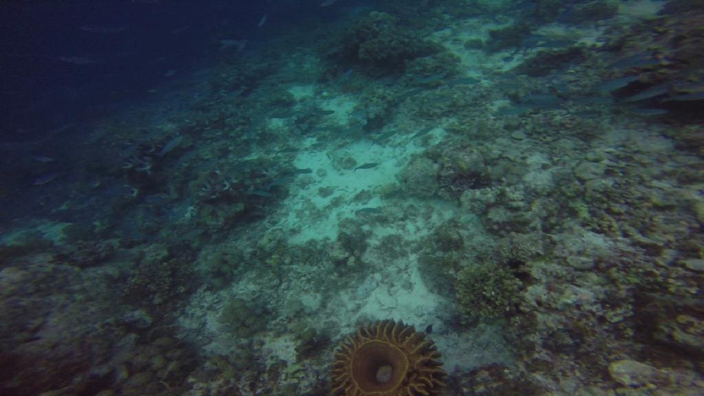 Mactan,Lapu-Lapu City,Cebu - Olango Island