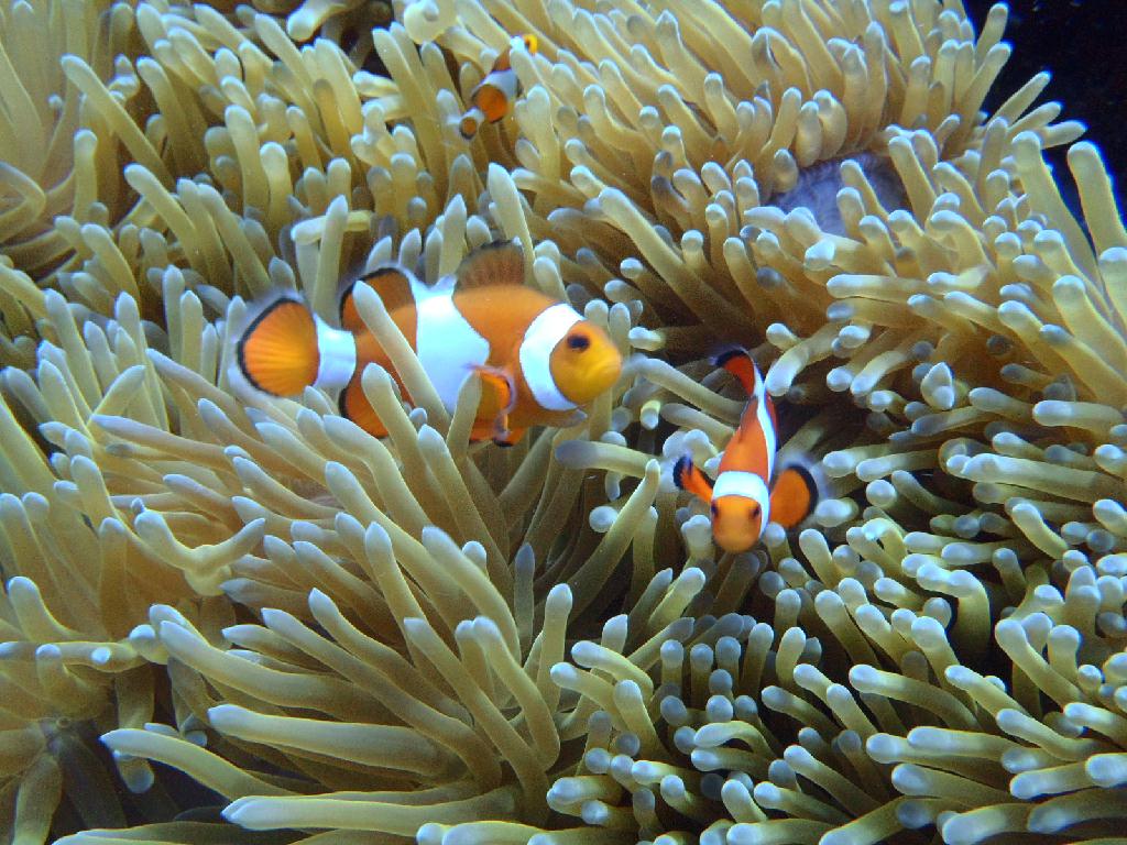 Cebu - TAMBULI
