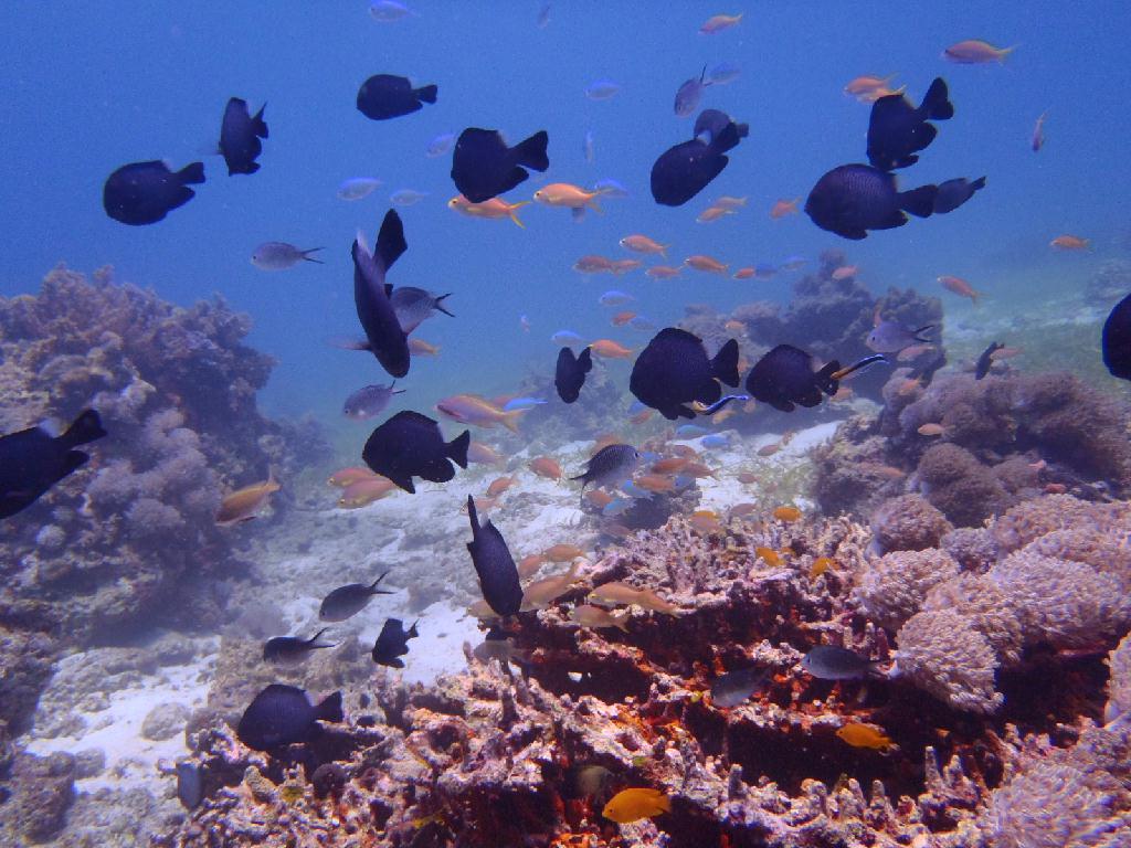 Cebu - TAMBULI