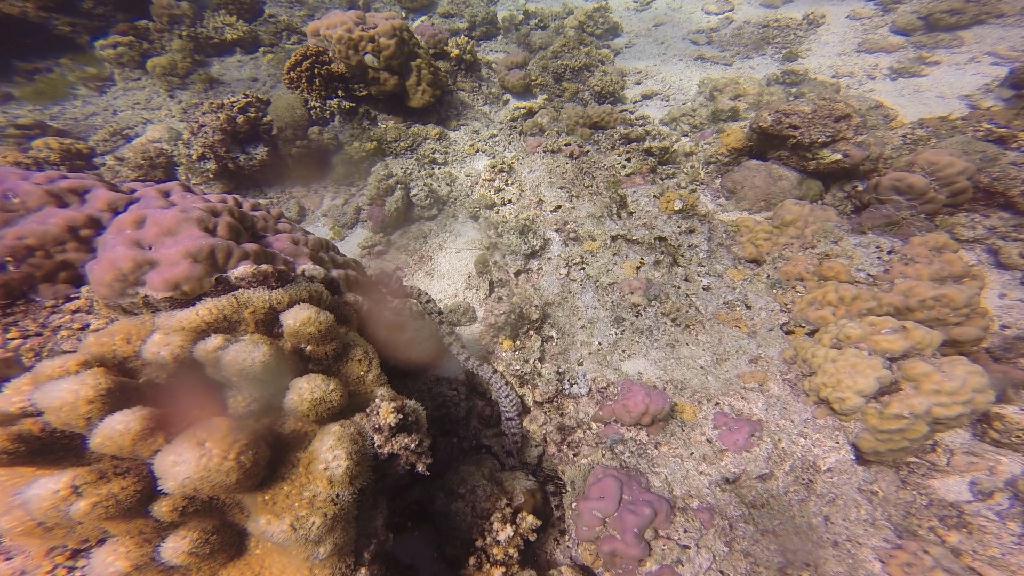 Mactan,Lapu-Lapu City,Cebu - The Kontiki Reef