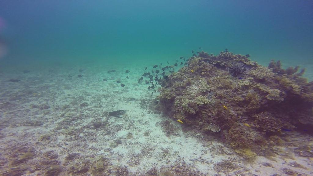 Mactan,Lapu-Lapu City,Cebu - Tengo, Olango Island