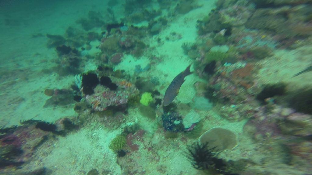 mindoro - monkey beach