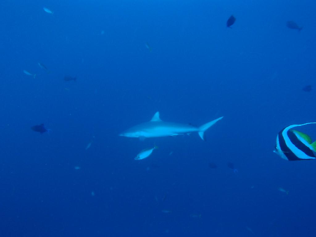 펀다이빙 - 보라카이 오션블루 다이빙 리조트 - 야팍