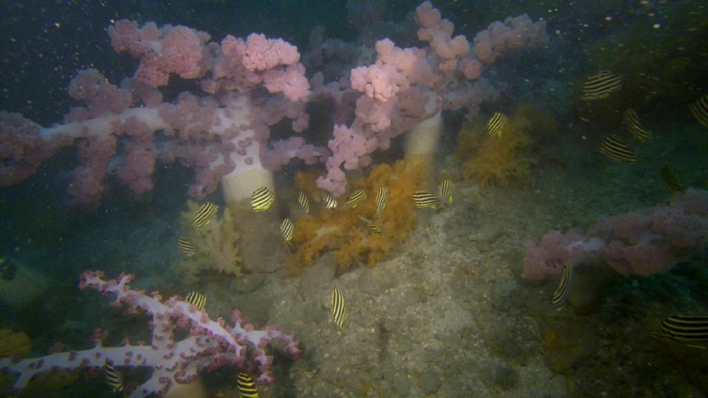 deep diving - 제주 문섬  - 한개창