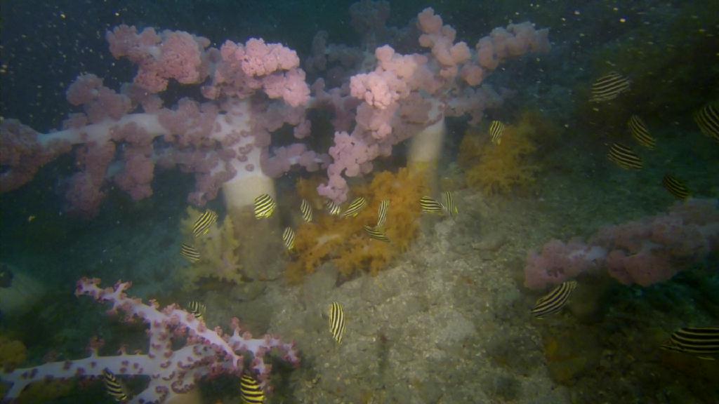 deep diving - 제주 문섬  - 한개창